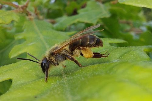 Andrena ferox